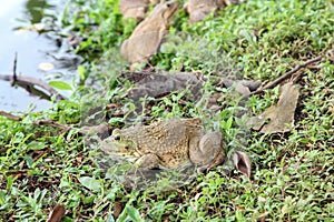 Bullfrogs sitting on the grass near a pond, amphibian.