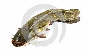 Bullhead fish