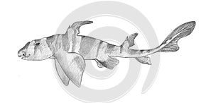 Bullhead shark. Hand drawn black pencil realistic illustration