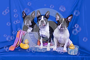 Bullies in the Bath.