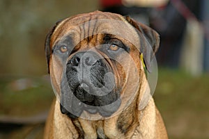 Bullmastiff