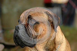 Bullmastiff photo