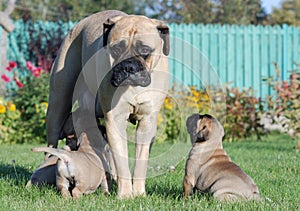 Bullmastiff