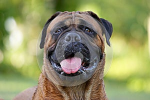 Bullmastiff