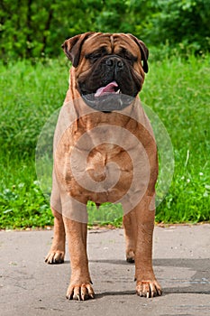 BullMastiff against grass