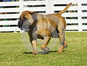 Bullmastiff dog