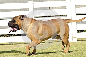 Bullmastiff dog