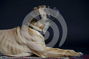 Bullmastiff dog in front of a black background in the studio