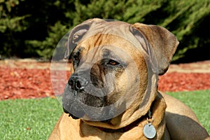 Bullmastiff Dog Laying Down Outside On Grass