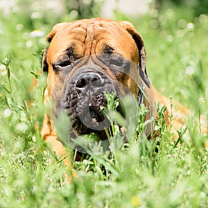 Bullmastiff dog lying