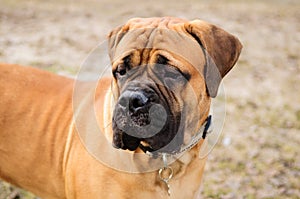 Bullmastiff dog portrait