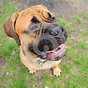 Bullmastiff dog portrait