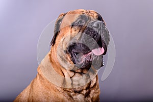 Bullmastiff dog portrait