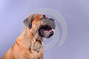 Bullmastiff dog portrait