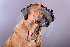 Bullmastiff dog portrait