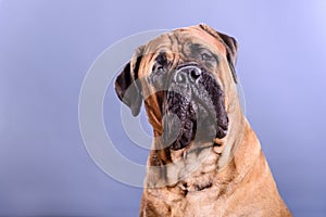 Bullmastiff dog portrait