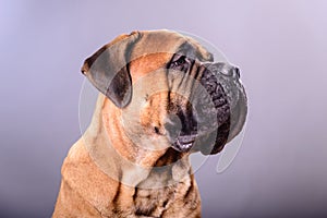 Bullmastiff dog portrait