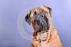Bullmastiff dog portrait photo