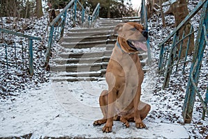 Bullmastiff dog sits on the ground