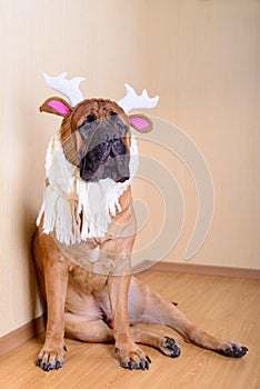 Bullmastiff dog in winter clothes