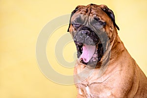 Bullmastiff dog yawns  large pet portrait friendly animals free space for ads