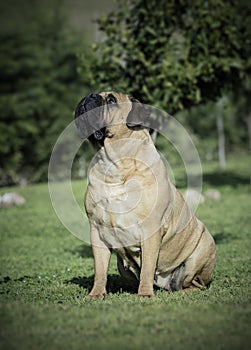 Bullmastiff female sitting