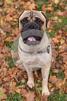 Bullmastiff happy face. Portrait. Sitting.