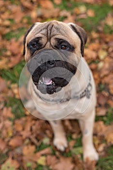 Bullmastiff happy face. Portrait. Sitting.