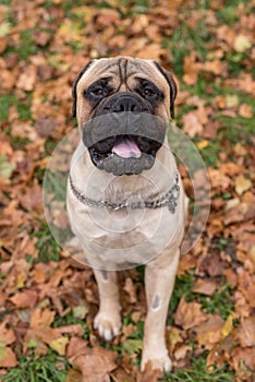 Bullmastiff happy face. Portrait. Sitting.