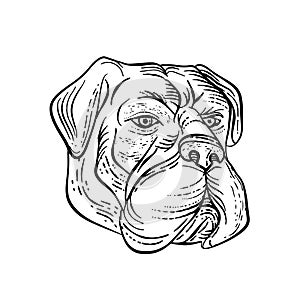 Bullmastiff Head Black and White Etching