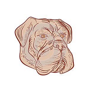 Bullmastiff Head Etching Color