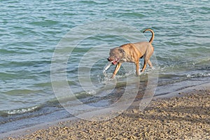Bullmastiff mix carrying fetch toy on a dog park beach