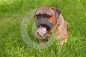 Bullmastiff outdoors