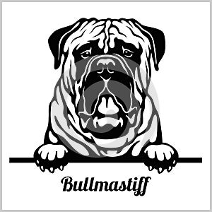 Bullmastiff - Peeking Dogs - breed face head isolated on white