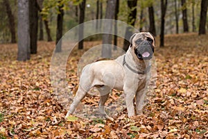 Bullmastiff posing.