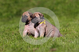 Bullmastiff puppies