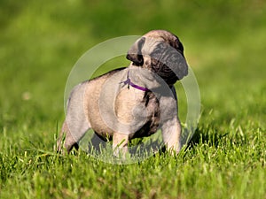 Bullmastiff puppy.