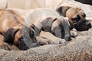 Bullmastiff puppy 90