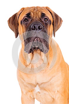 Bullmastiff puppy face photo