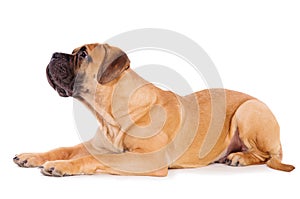 Bullmastiff puppy lying