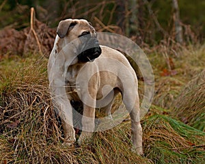 Bullmastiff puppy portrait 12 weeks