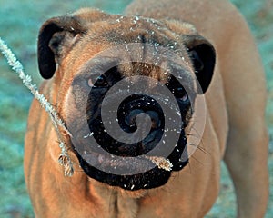 Bullmastiff puppy portrait 12 weeks