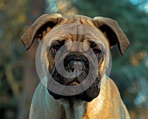Bullmastiff puppy portrait 12 weeks