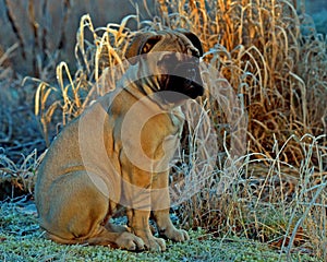 Bullmastiff puppy portrait 12 weeks