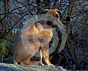 Bullmastiff puppy portrait 12 weeks