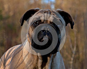 Bullmastiff puppy portrait 4 months