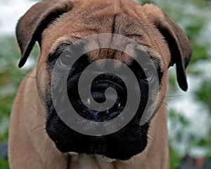 Bullmastiff puppy portrait 8 weeks