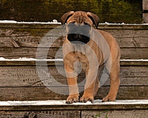 Bullmastiff puppy portrait 8 weeks