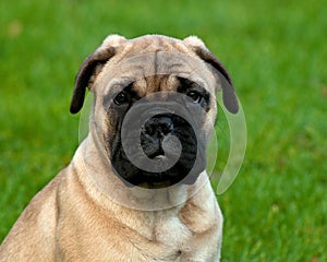 Bullmastiff puppy portrait