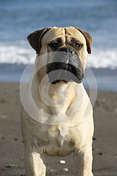 Bullmastiff purebred dog on the sand